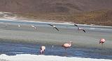 BOLIVIA 2 - Ruta de Las Joyas - Laguna Hedionda - Flamencos - 11